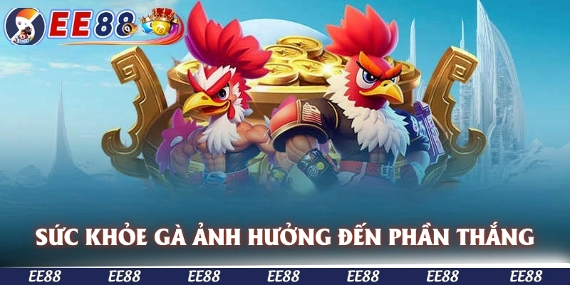Tình trạng sức khỏe của gà ảnh hưởng đến phần thắng
